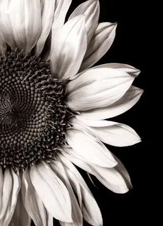 OnlyFans cuenta yellowsunflower2020 header 2