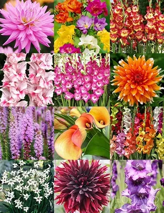 OnlyFans cuenta garden.addicts header 2