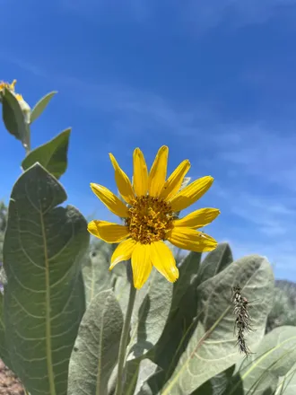 OnlyFans cuenta sunflowerfairy header 2