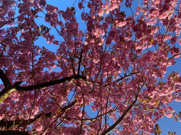 OnlyFans cuenta thiquepink header 2