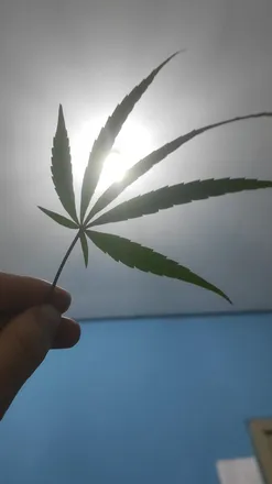 OnlyFans cuenta sexandcannabis header 2