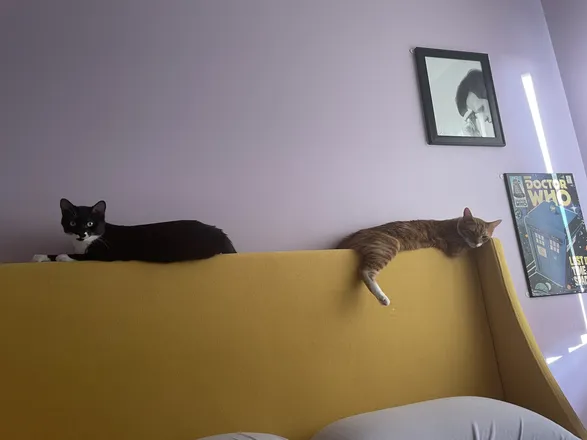 OnlyFans cuenta eclectichousecats header 2