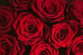 OnlyFans cuenta soy_andrea_para_ti header 2