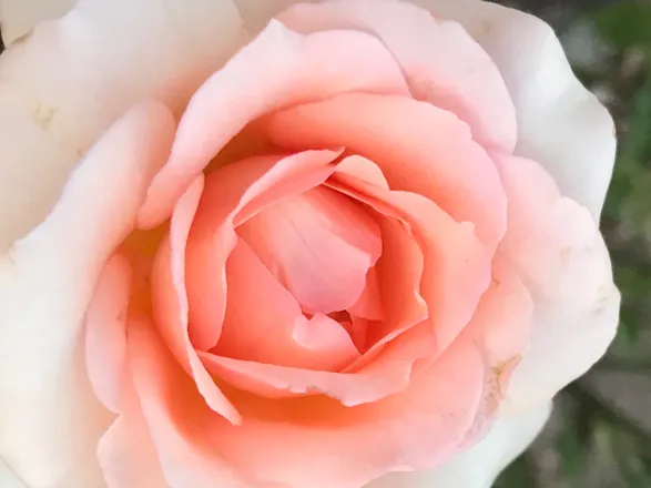 OnlyFans cuenta tulipmaybe header 2