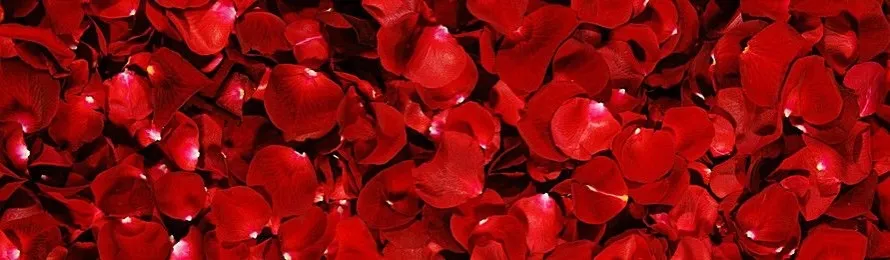OnlyFans cuenta thebriarpatch header 2