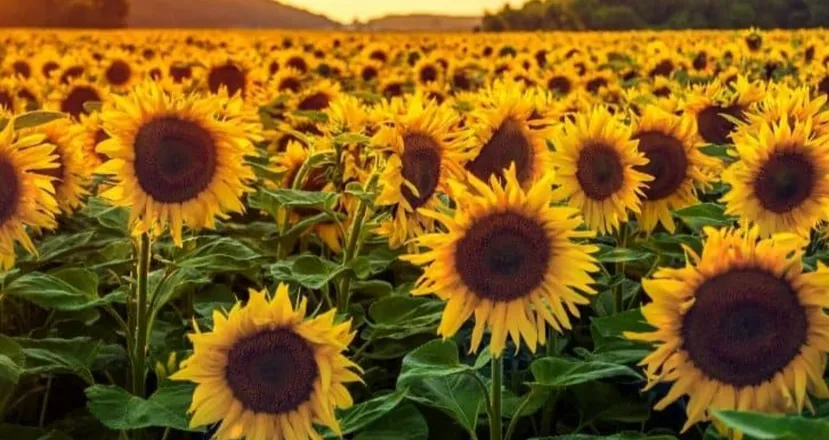 OnlyFans cuenta sunflowerfatty92 header 2