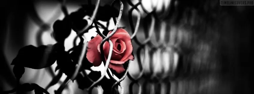 OnlyFans cuenta rondarose header 2