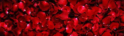 OnlyFans cuenta rose_thorney header 2