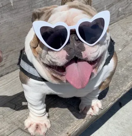 OnlyFans cuenta bulldogmom avatar 1