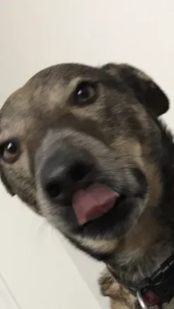 OnlyFans cuenta actuallyjustadog avatar 1