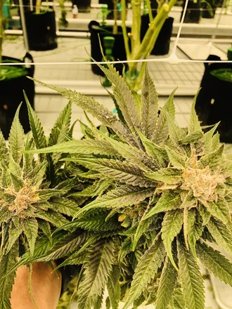 OnlyFans cuenta ecstasy420 header 2