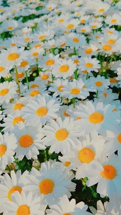 OnlyFans cuenta daisyday975 header 1