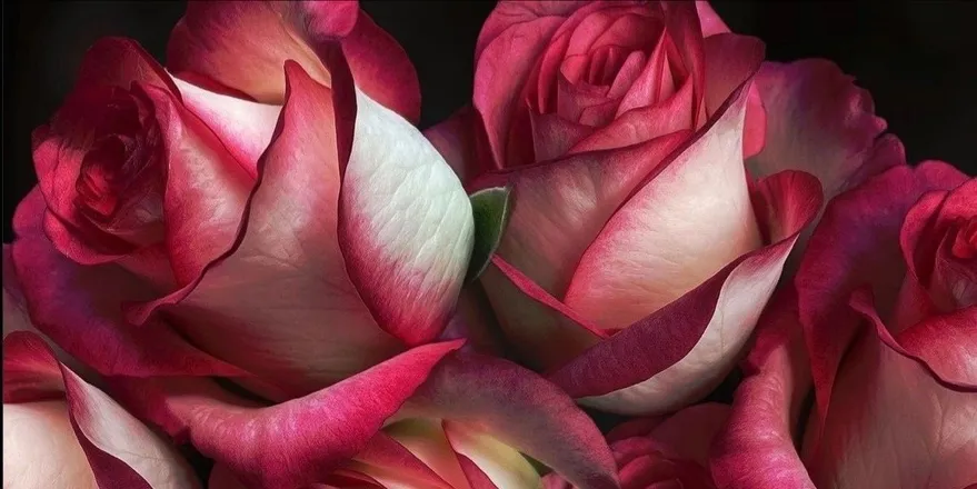 OnlyFans cuenta princessrozzeee header 2