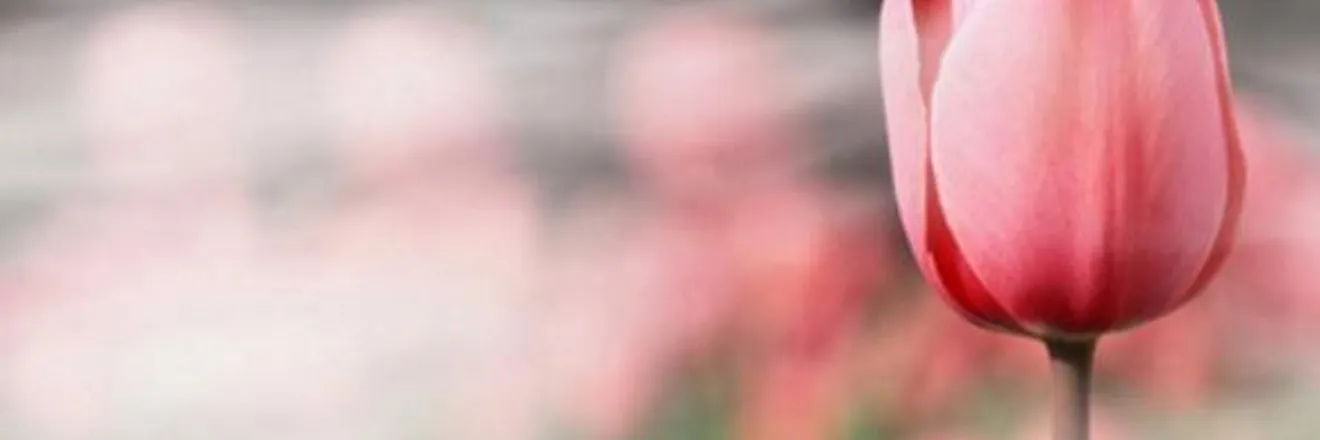 OnlyFans cuenta pascualetta header 2