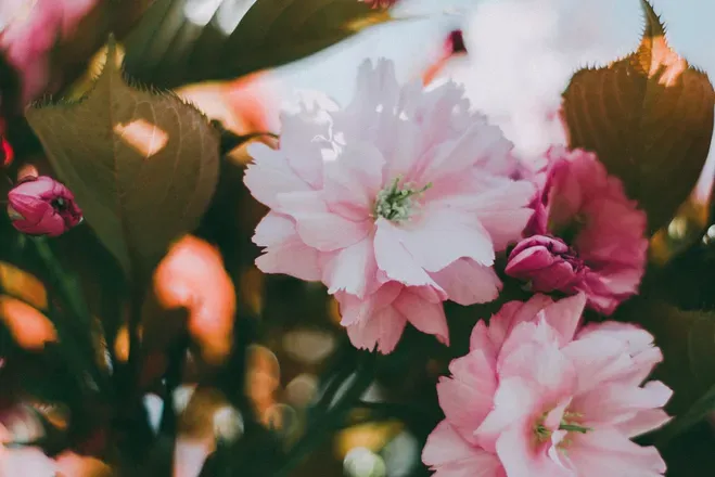 OnlyFans cuenta tara_bloom header 2