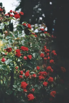 OnlyFans cuenta minaangel header 2