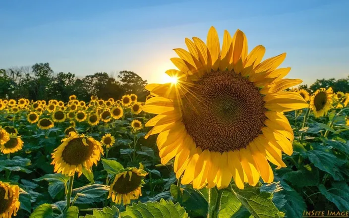 OnlyFans cuenta labellasunny header 2