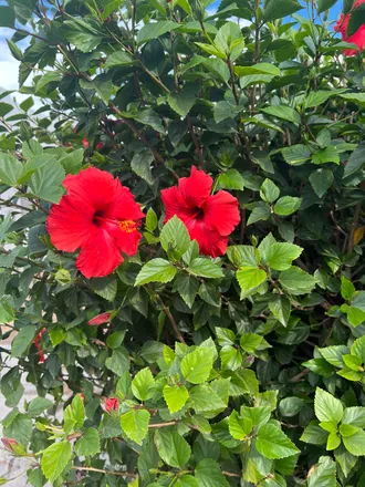 OnlyFans cuenta veganmami333 header 2