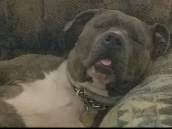 OnlyFans account  acethebully avatar 1