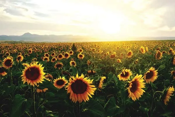 OnlyFans cuenta bottleofsunshine header 2
