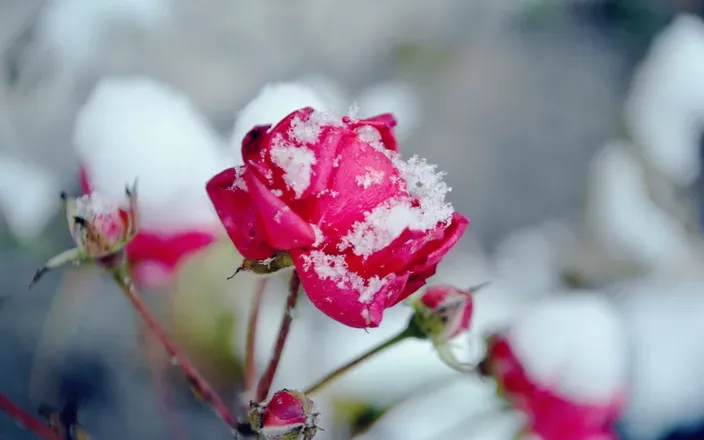 OnlyFans cuenta wintersrose1 header 2