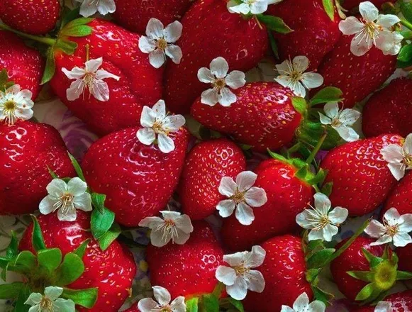 OnlyFans cuenta curvystrawberryfairy header 2