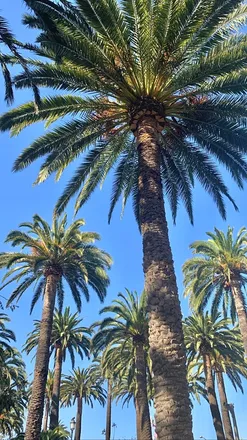 OnlyFans cuenta coconutbalm header 2