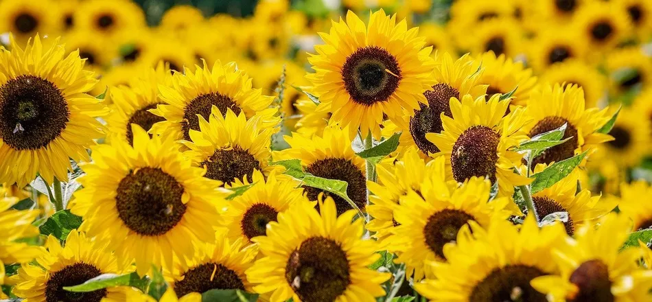 OnlyFans cuenta floranopsis header 2