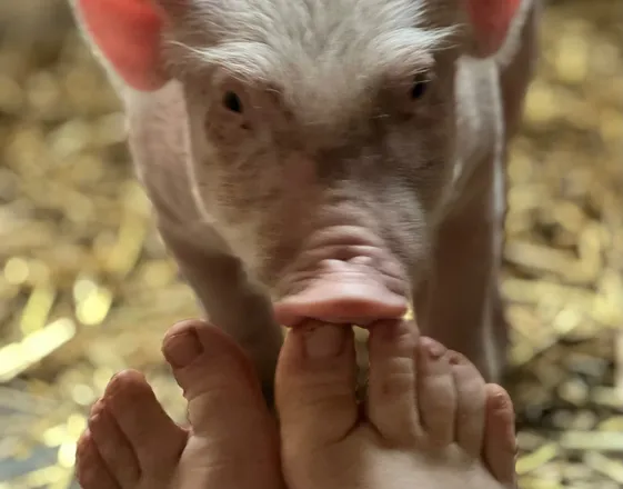 OnlyFans account  dutchfarmgirl header 2