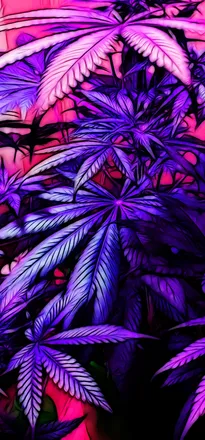 OnlyFans cuenta thattrippybbppv header 2