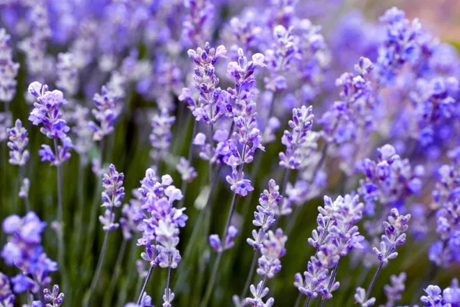 OnlyFans cuenta lavender289 header 2