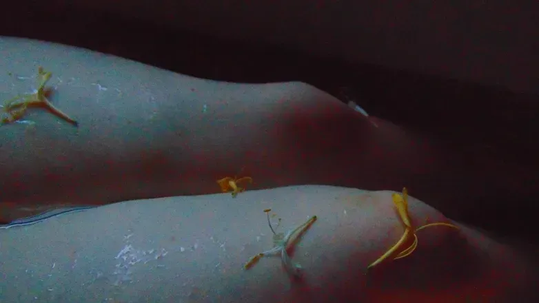 OnlyFans cuenta belladonna.fern header 2