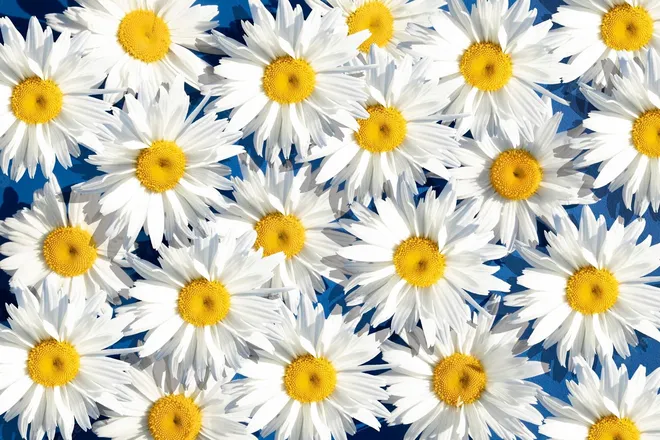 OnlyFans cuenta daisy_flowers header 2