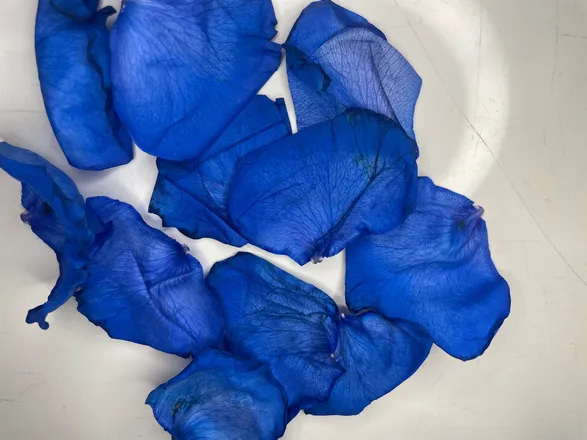 OnlyFans cuenta petals01 header 2