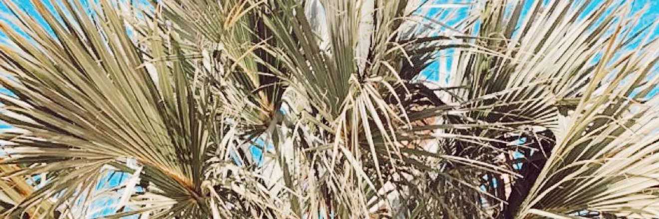 OnlyFans cuenta obsessedoverher header 2