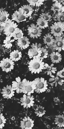 OnlyFans cuenta samnoskow header 2