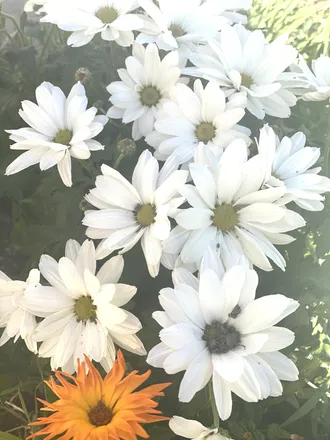 OnlyFans cuenta labonitamami header 1