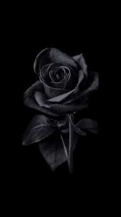 OnlyFans account  rowsieellen header 2