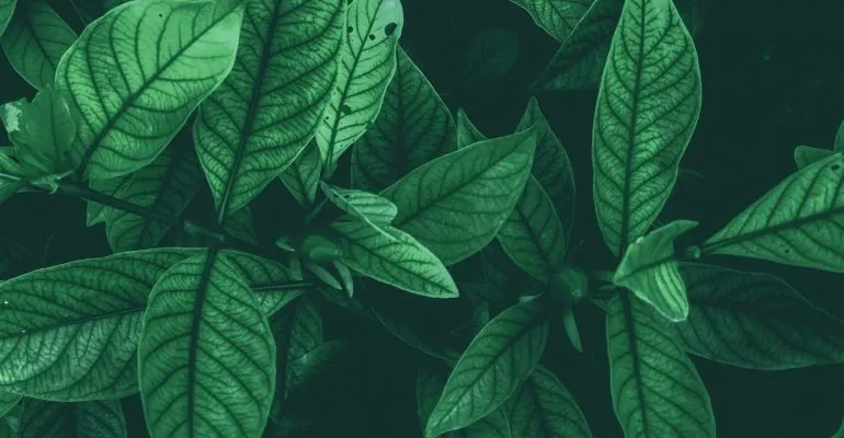 OnlyFans cuenta greengoddessbrie header 2