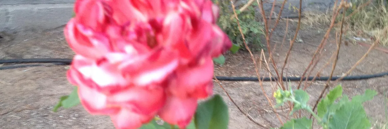 OnlyFans cuenta nevarezjuan42 header 2