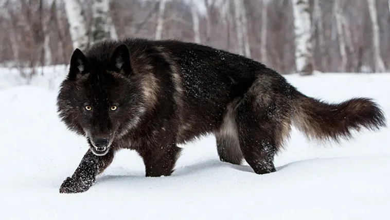 OnlyFans cuenta thebigblackwolf header 2