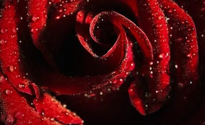OnlyFans cuenta theonerose header 2