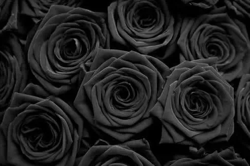 OnlyFans cuenta bvbblegumcelia header 2
