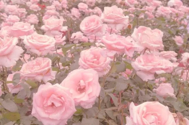 OnlyFans cuenta deviantdaisies header 2