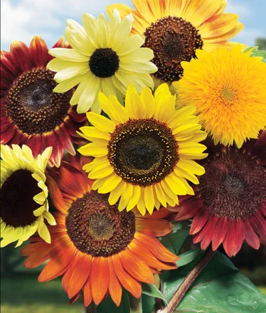 OnlyFans cuenta sunflowerheart header 2