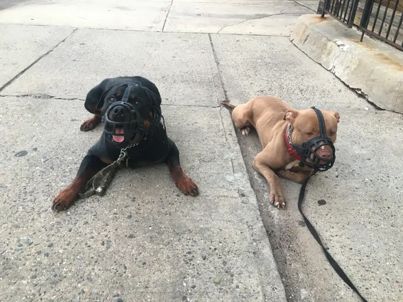 OnlyFans cuenta mike_njdogtraining header 1