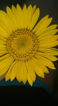 OnlyFans cuenta ssnowflake97 header 2