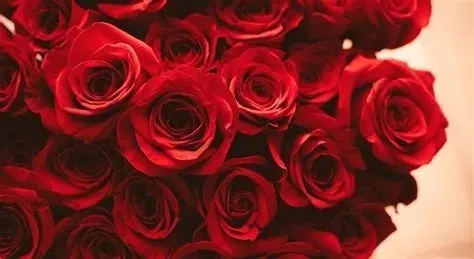 OnlyFans cuenta rosepxoxo98 header 2