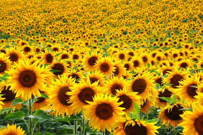 OnlyFans cuenta sunflowerbeauty1530 header 2