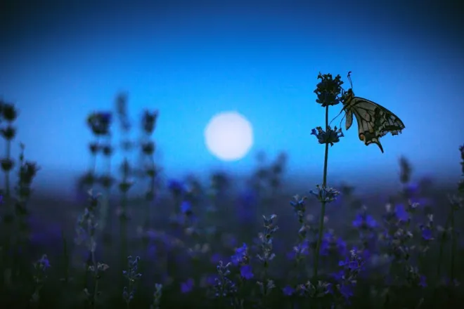 OnlyFans cuenta lilyofthevalley99 header 2